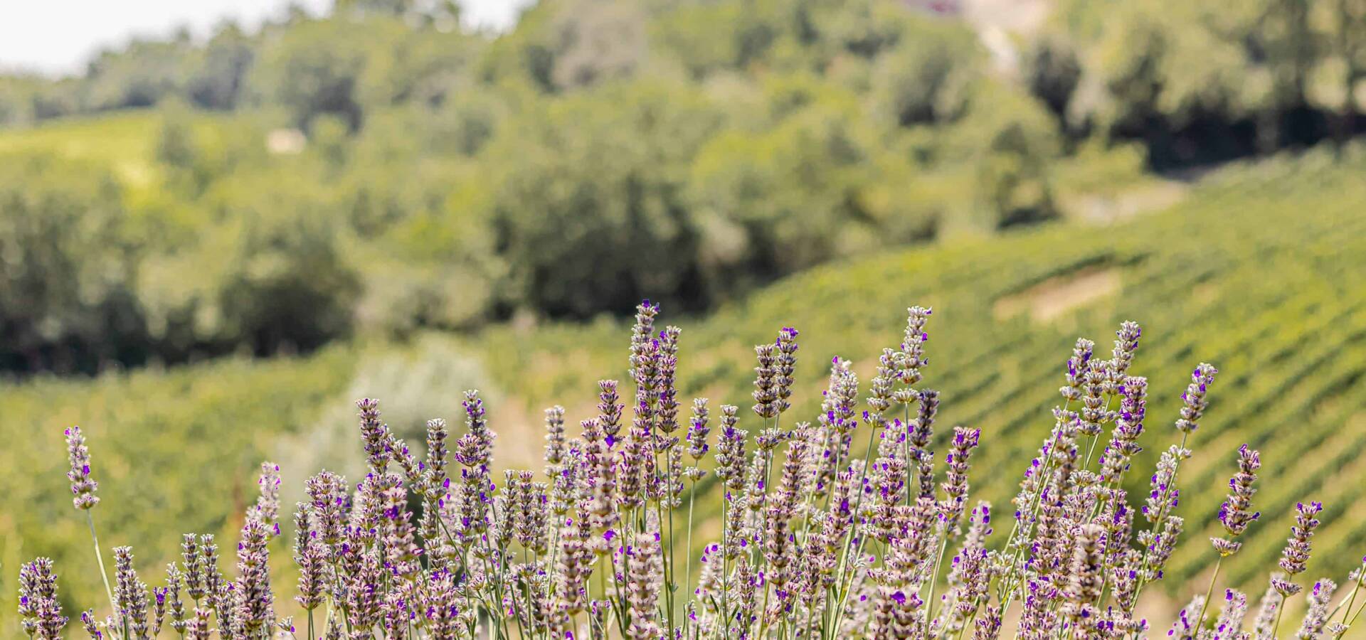 MONTECATINI VAL DI CECINA - Esterni-54