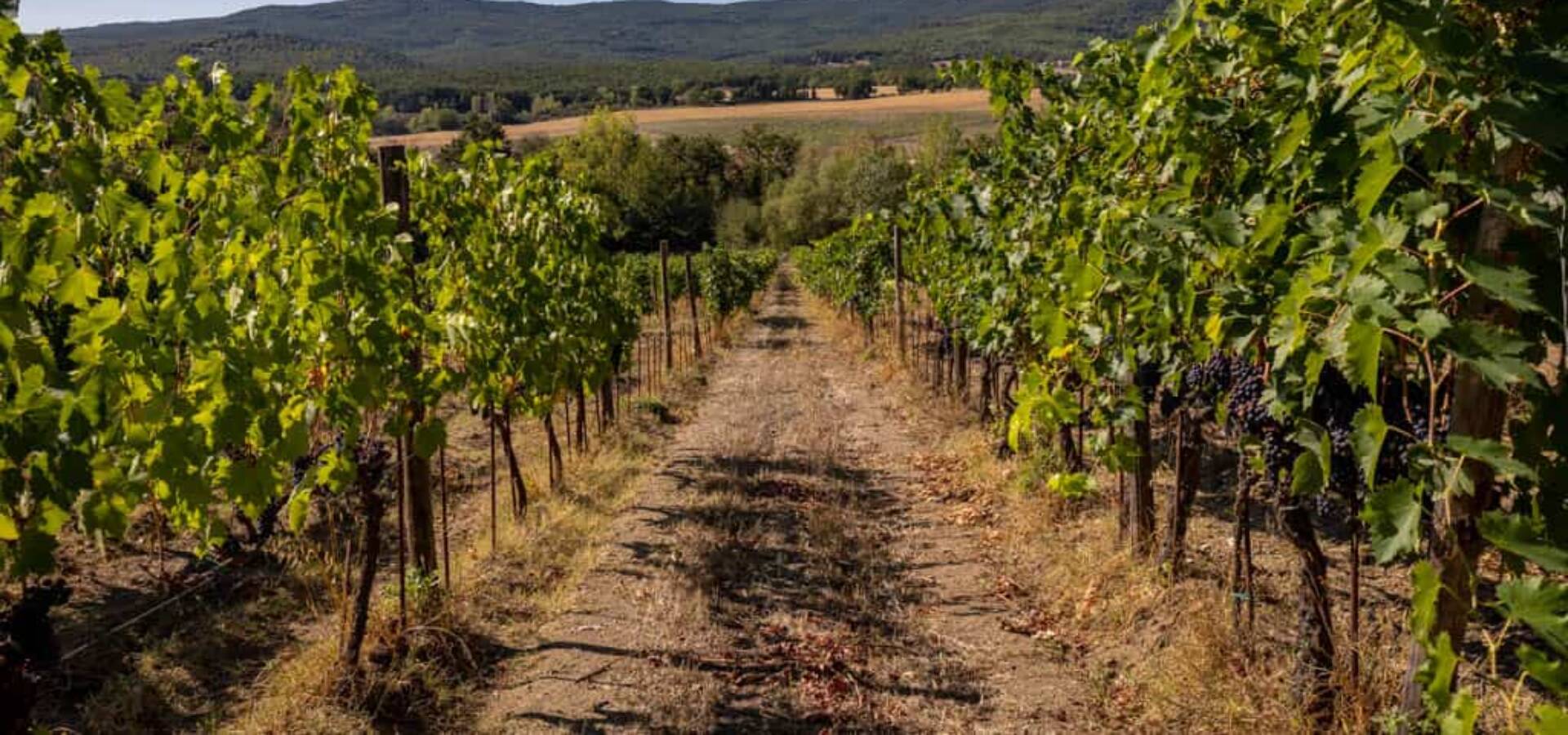 CDC_CetenaRossa_vineyard_lo_res_RGB-11