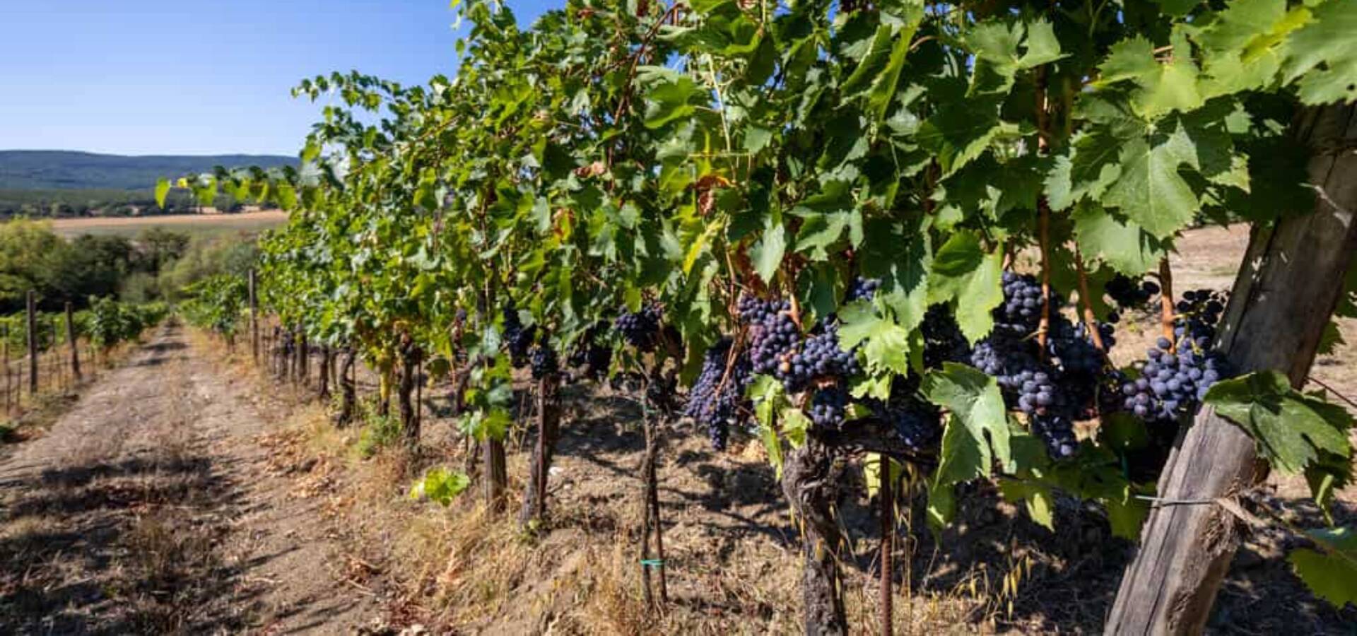 CDC_CetenaRossa_vineyard_lo_res_RGB-12