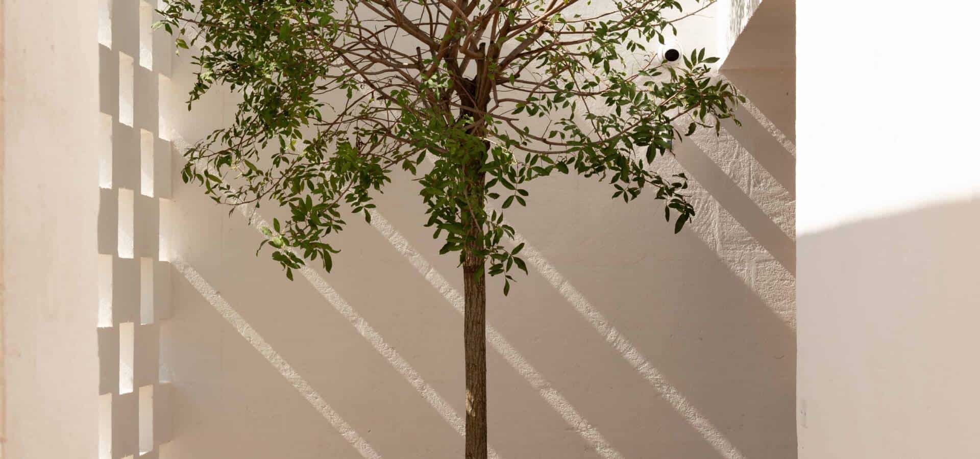 IMG_6070-Enhanced-NR