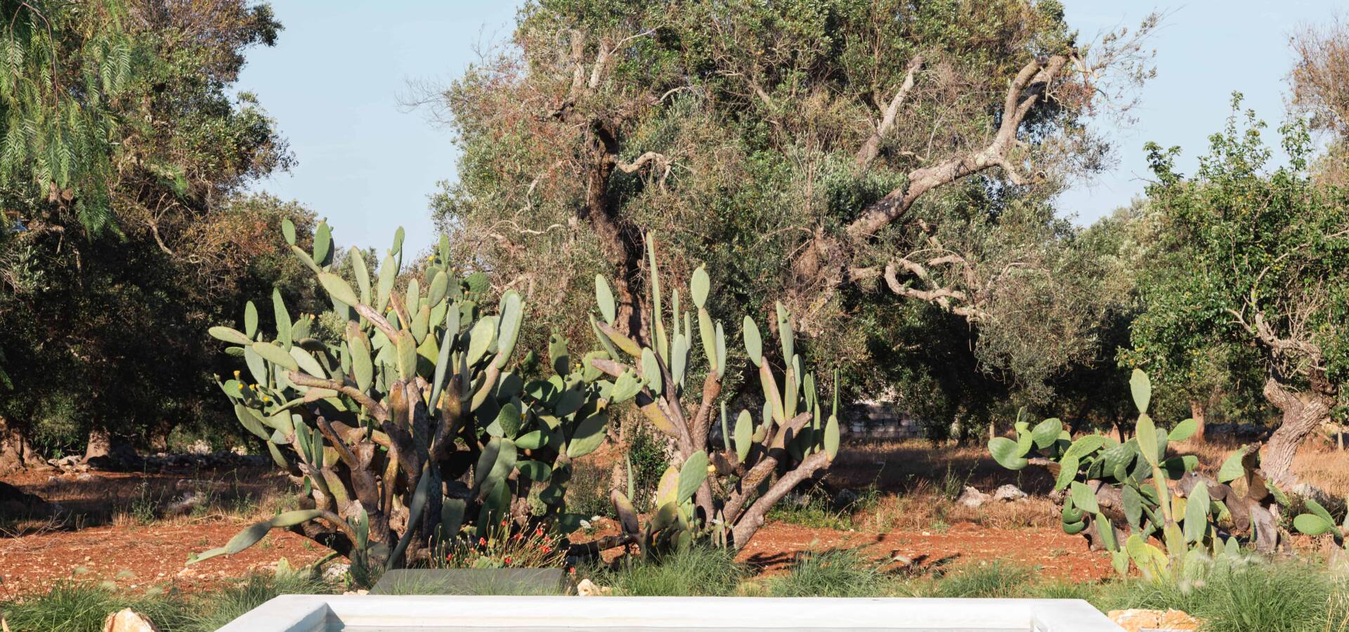 IMG_6093-Enhanced-NR