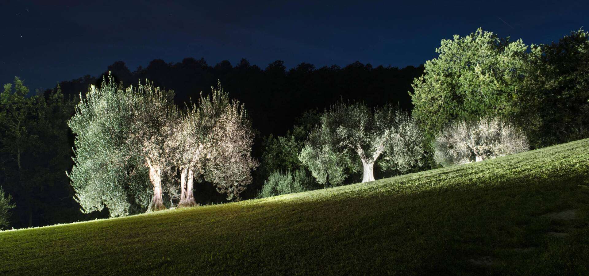 Olive Trees at night