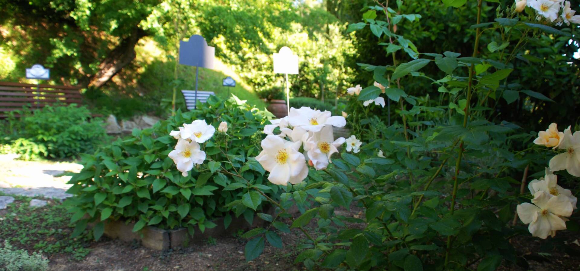 Pool garden white roses