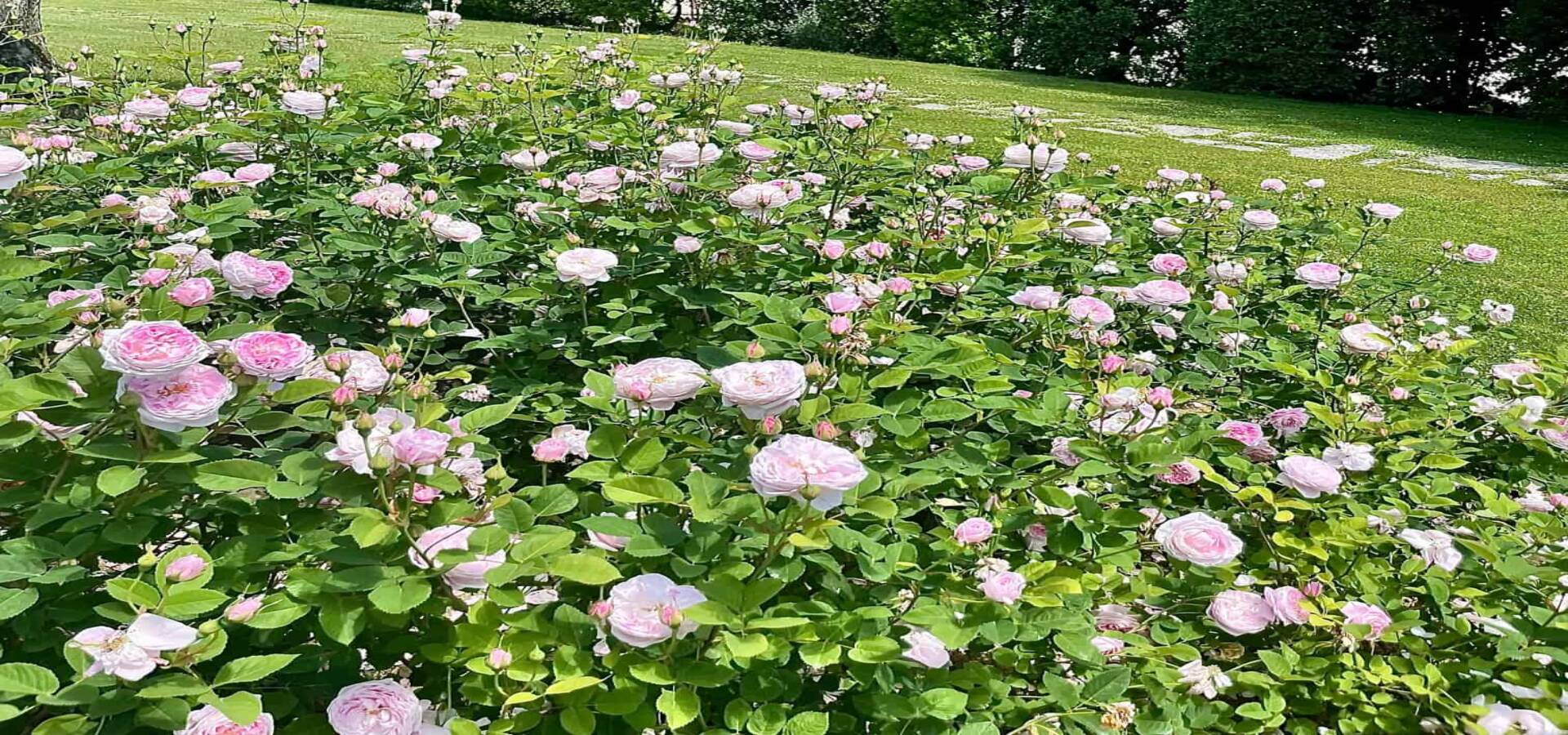 T& C with David Austin roses