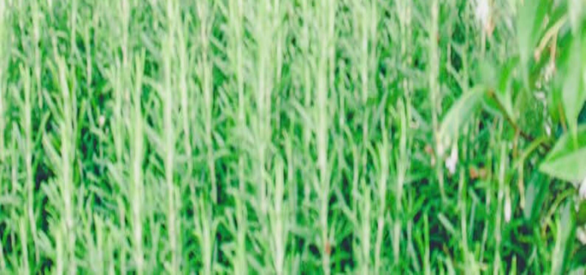 villa-icario-depandance-dormire-montepulciano-tuscany--wine-resort-6