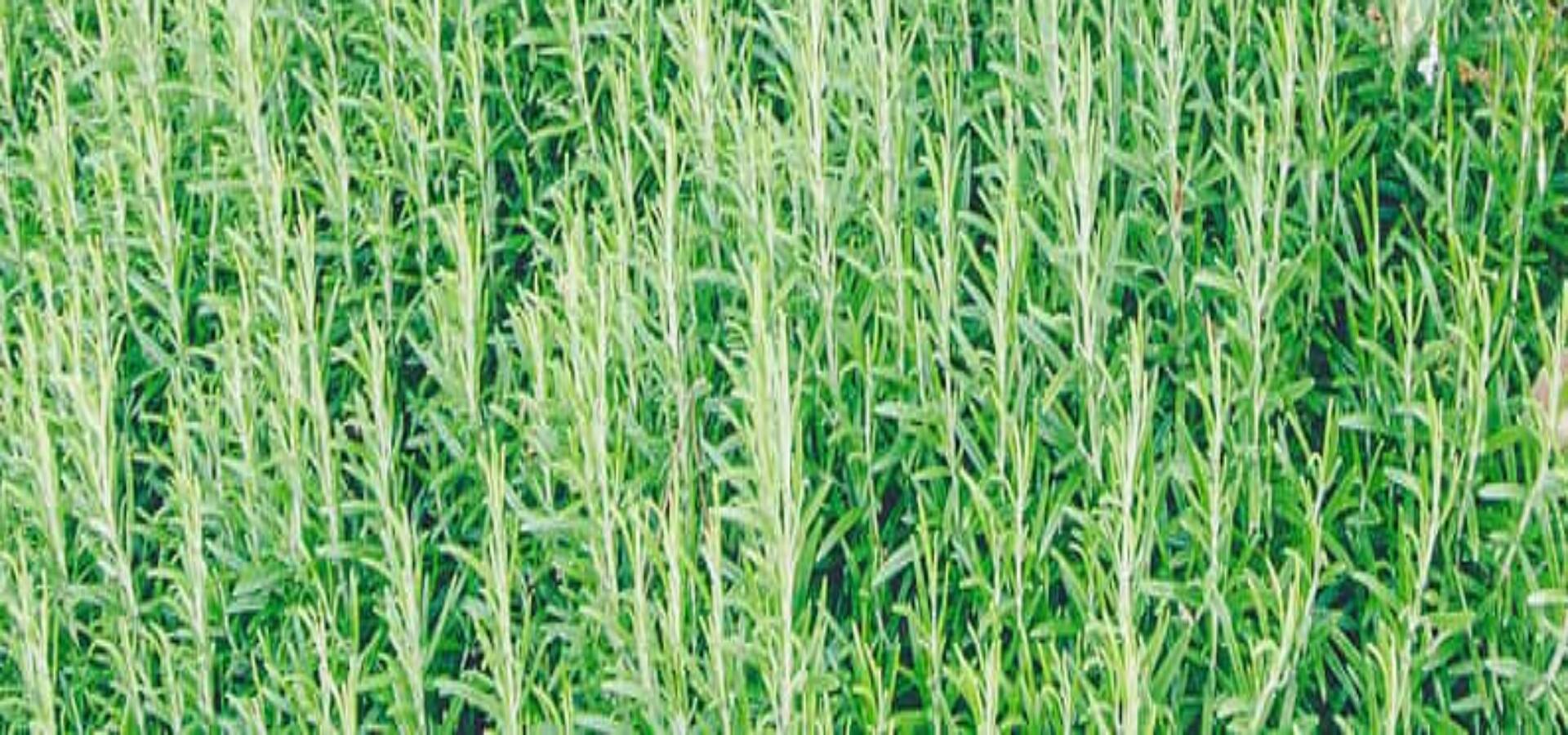 villa-icario-depandance-dormire-montepulciano-tuscany--wine-resort-7